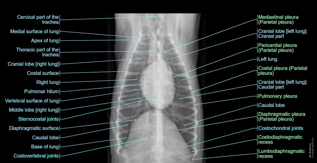 Normal Chest Rads In Dogs Radiographs of the dog: normal anatomy | vet-Anatomy