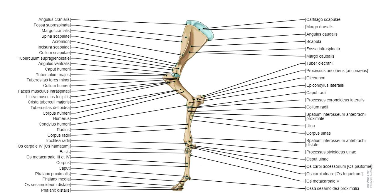 Anatomie Rind Osteologie des Rindes : normale anatomie | vet-Anatomy