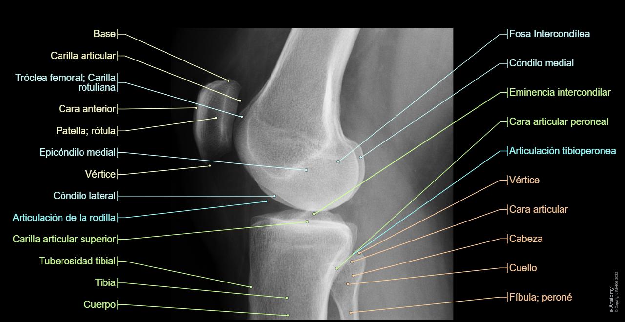 Anatomía de las extremidades inferiores | e-Anatomy