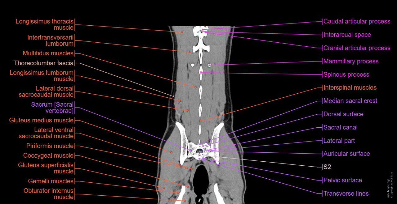 Spinal Compression Dog 개의 허리뼈 - 정상 해부학 | vet-Anatomy