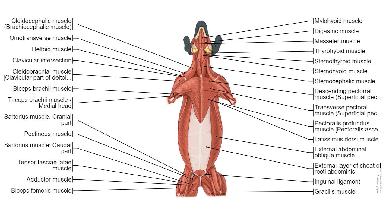 Canine general anatomy: 26 labeled illustrations with definitions ...