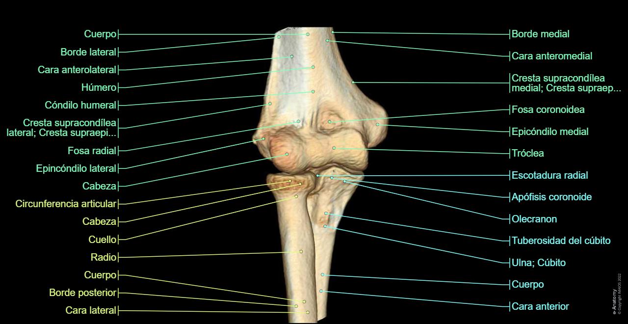 Anatomía Del Cuello Por Tc 06. Vísceras Del Cuello | Enfermería