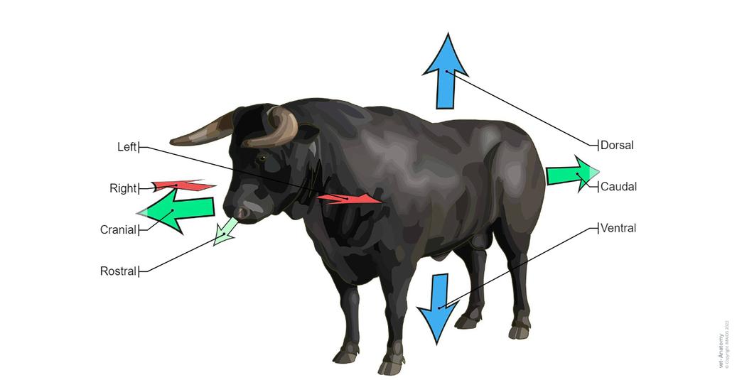 Bovine - Illustrated atlas : normal anatomy | vet-Anatomy