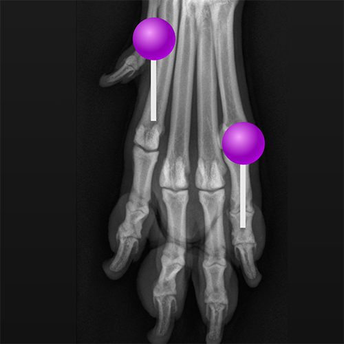 Normal Dog Rdiographs Radiographs of the dog: normal anatomy | vet-Anatomy