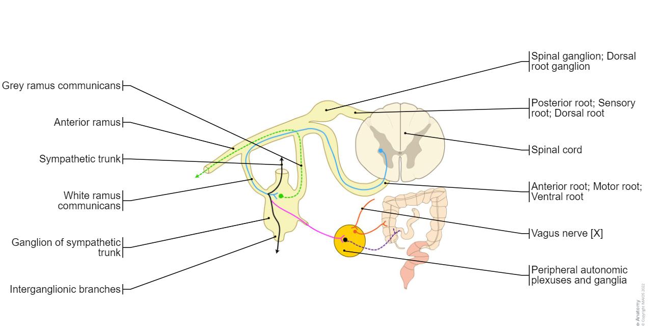 Anatomy Of The Sympathetic And Parasympathetic Nervous System E Anatomy anatomy-of-the-sympathetic-and-parasympathetic-nervous-system-e-anatomy