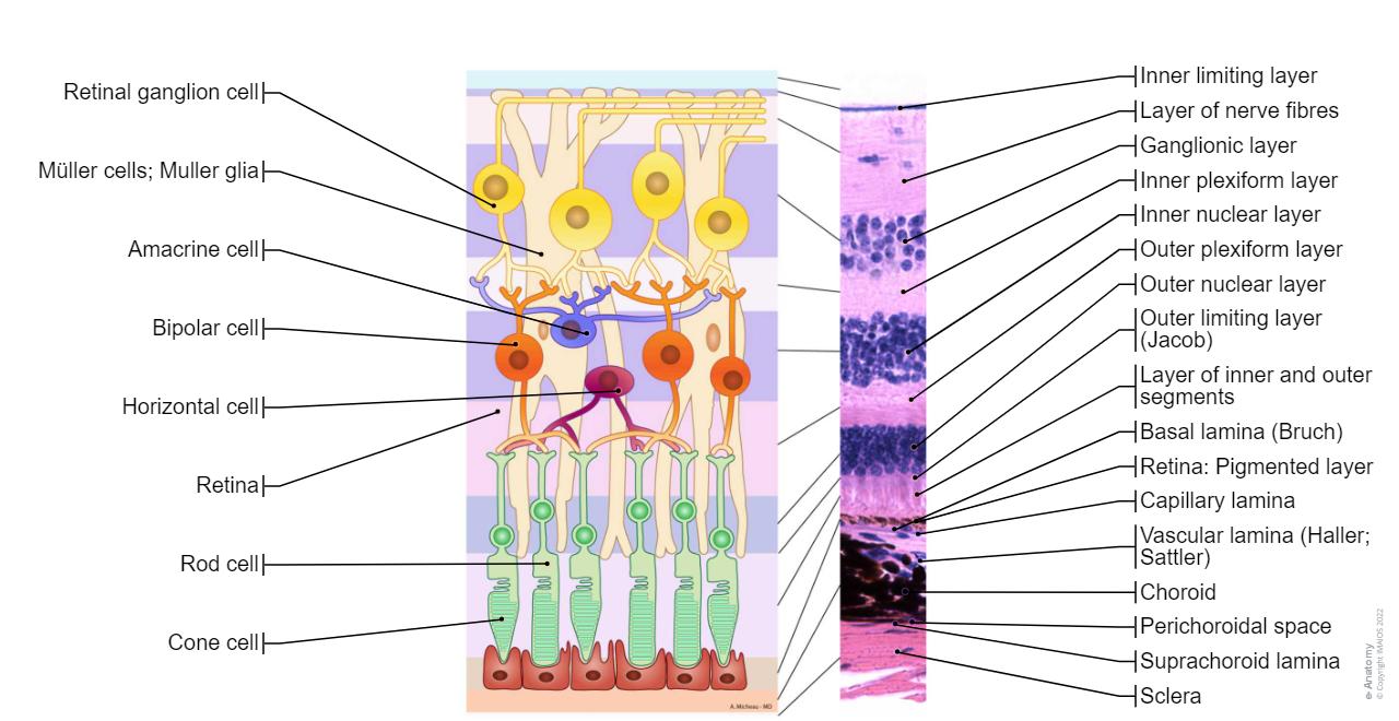 Retina Histology Diagram Eye Anatomy — OphthoBasics