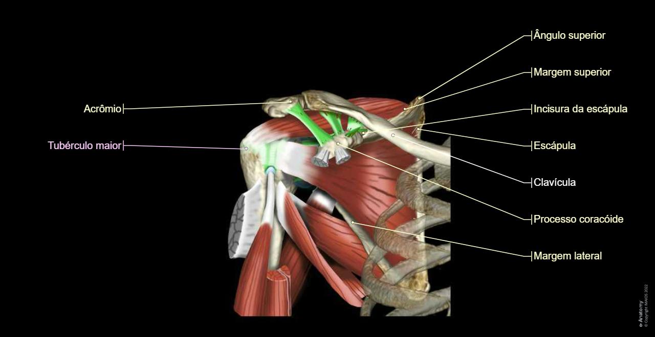 Linea Interscapularis Ligamento Transverso Da Escapula Escápula: Anatomia E Notas Clínicas