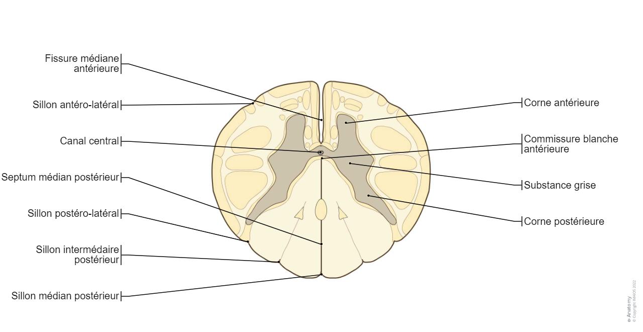 Fumiculus Histologie De La Moelle épinière Coupe Transversale De La Moelle