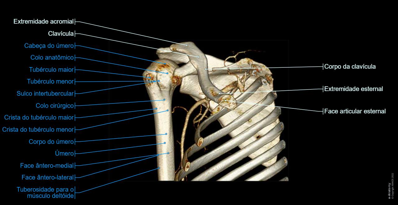 Ct Arhtrogram Machine Artrografia do ombro : anatomia normal | e-Anatomy