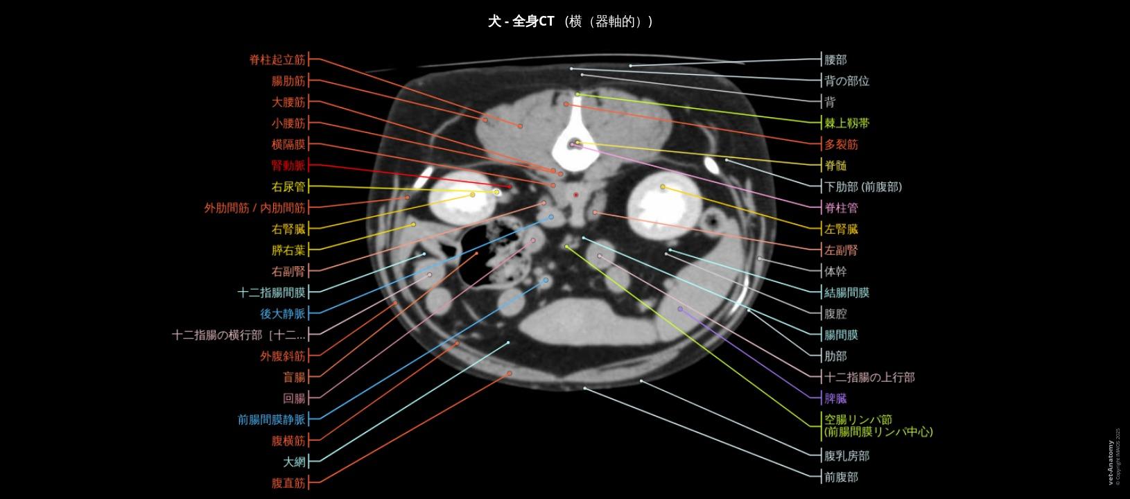 CTによる犬の全身解剖 | vet-Anatomy CTによる犬の全身解剖 | vet-Anatomy