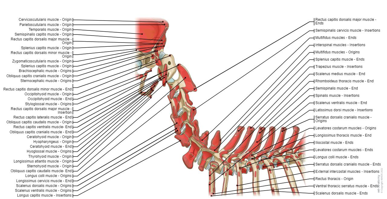 Dog Neck Canine myology: normal anatomy | vet-Anatomy