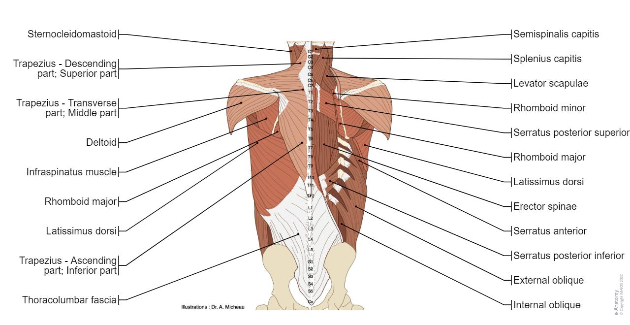 Anatomy of the spine and back: normal anatomy | e-Anatomy