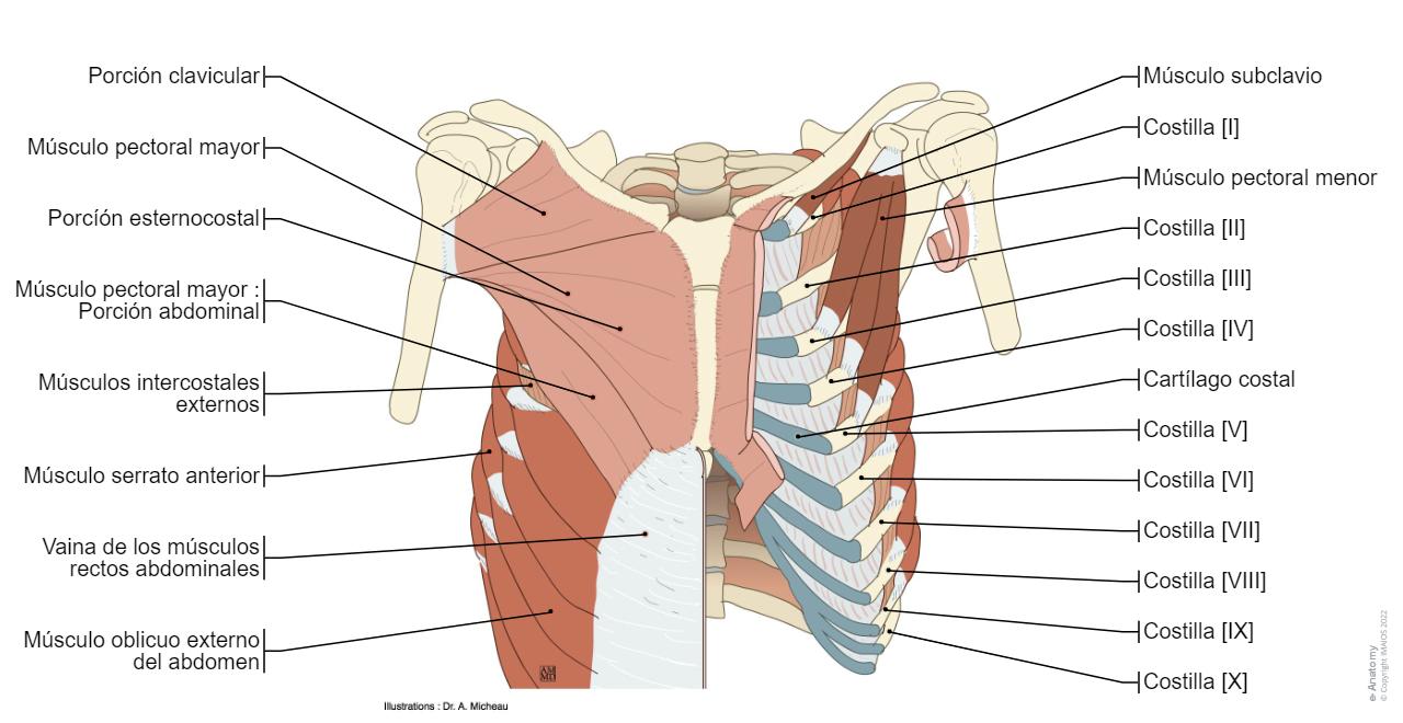 Placa Pecho Normal Anatomía De Los órganos Del Pecho