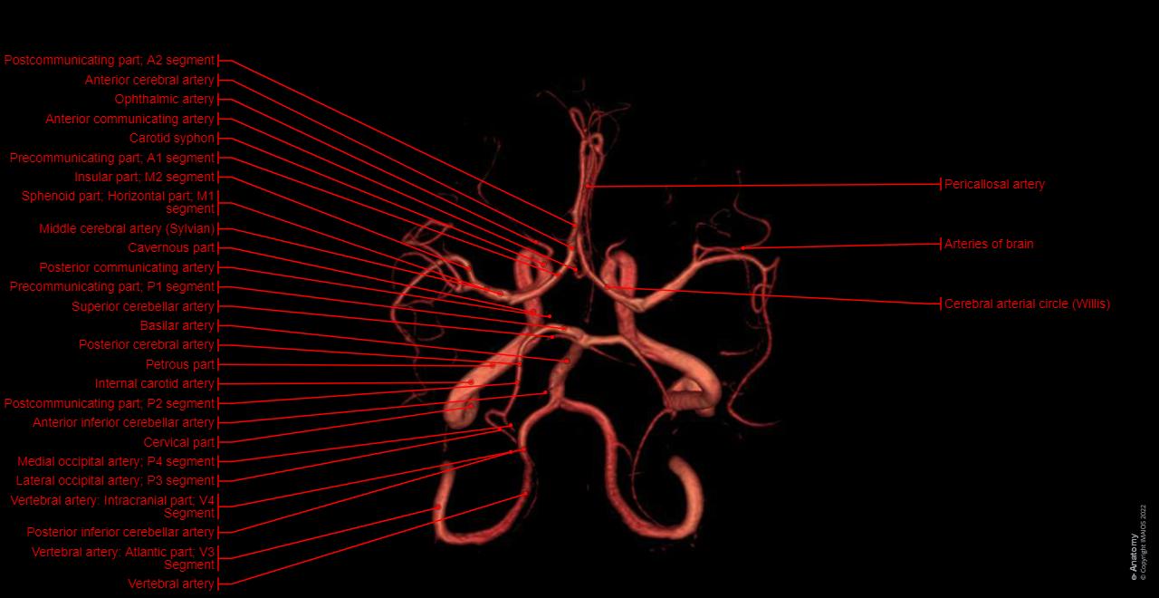 뇌 MRI 3D: 정상 해부학 |e-Anatomy