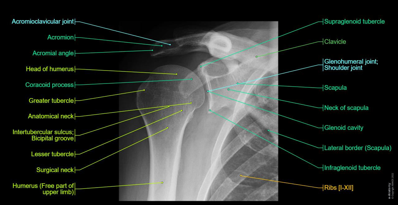 X Ray Shoulder Anatomy 534 Shoulder Xray Stock Photos, High Res
