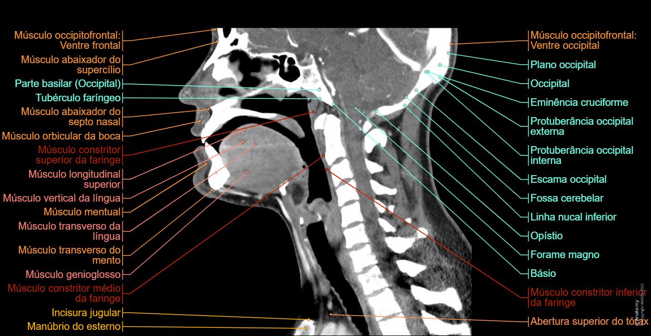 Glandulas Anatomia Do Pescoco O Endocrinologista Resolve Problemas De glandulas-anatomia-do-pescoco-o-endocrinologista-resolve-problemas-de