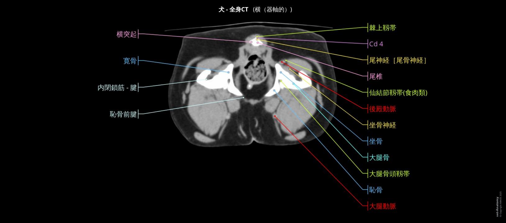 CTによる犬の全身解剖 | vet-Anatomy CTによる犬の全身解剖 | vet-Anatomy