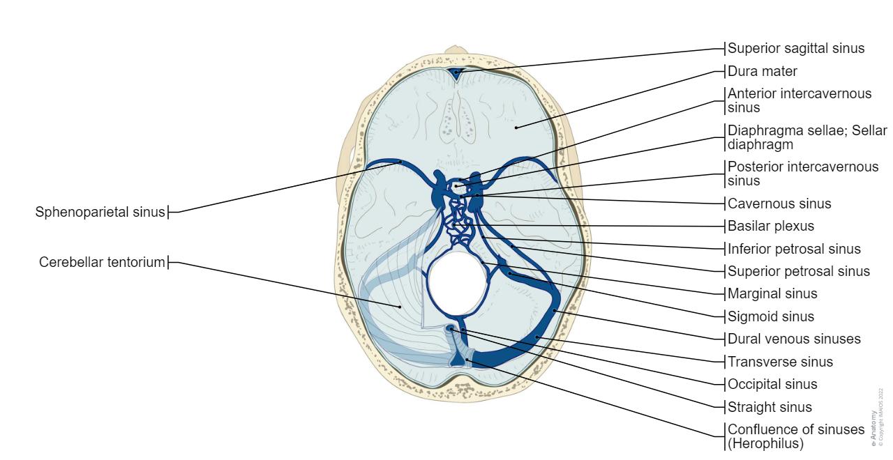 뇌의 해부학 다이어그램 | e-Anatomy