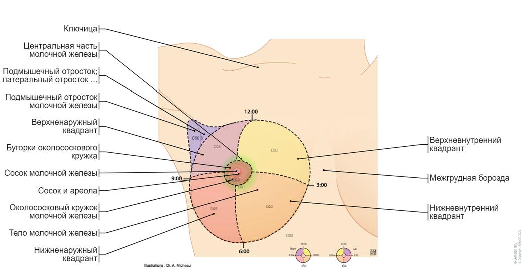 Соски на ранних сроках беременности: Главный индикатор, который вас не обманет