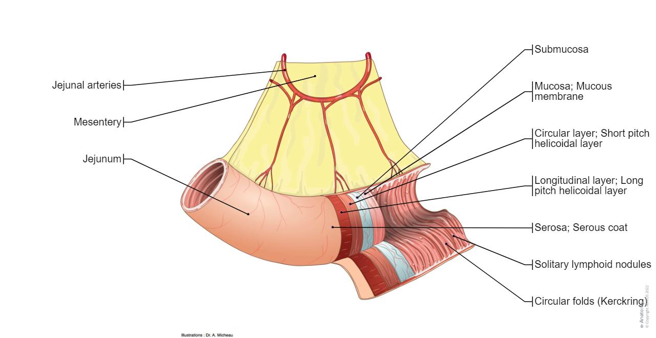 Jenum Abdomen and digestive system diagrams: normal anatomy | e-Anatomy