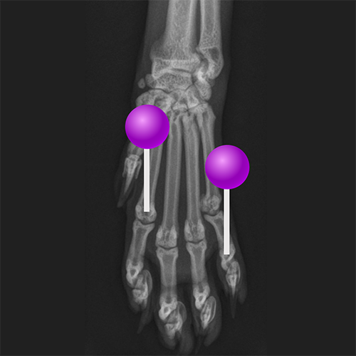 Normal Kitten Radiographs Radiographs of the cat: normal anatomy | vet-Anatomy