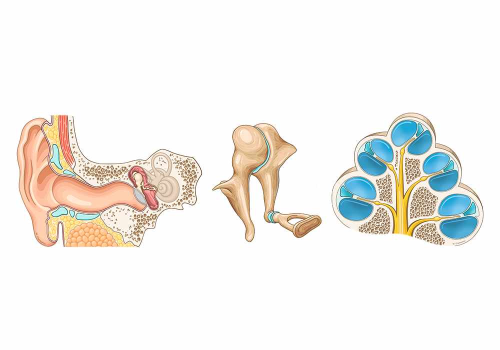 Bonelet Simple Unlabeled Diagram Of The Ear