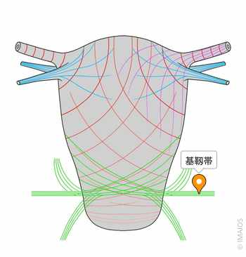 基靱帯 - e-Anatomy - IMAIOS 基靱帯 - e-Anatomy - IMAIOS
