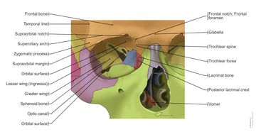Illustrazioni del cranio: anatomia normale | e-Anatomy