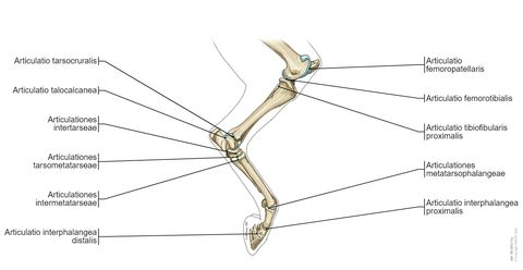 Pferd - Osteologie : normale anatomie | vet-Anatomy