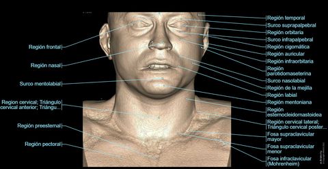 Cabeza y cuello TC : anatomía normal | e-Anatomy