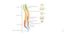 Spinale Moelle spinale Schémas : anatomie normale | e-Anatomy