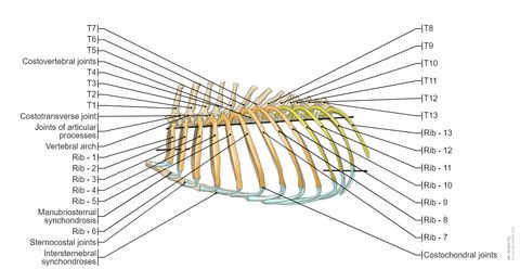 Dog Rib Numbers Canine osteology illustrations: normal anatomy | vet-Anatomy
