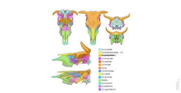 Anatomie Rind Osteologie des Rindes : normale anatomie | vet-Anatomy