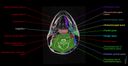 Anatomy of the face and neck (MRI) : normal anatomy | e-Anatomy