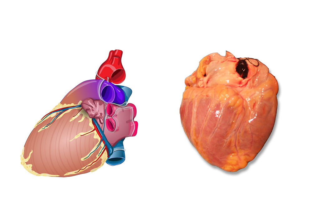 Corazón : anatomía normal | e-Anatomy