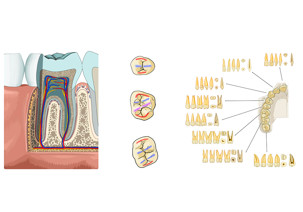 Anatomy of the teeth: 54 annotated illustrations with definitions | e ...