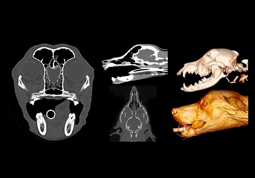 The canine head and skull (CT): normal anatomy | vet-Anatomy