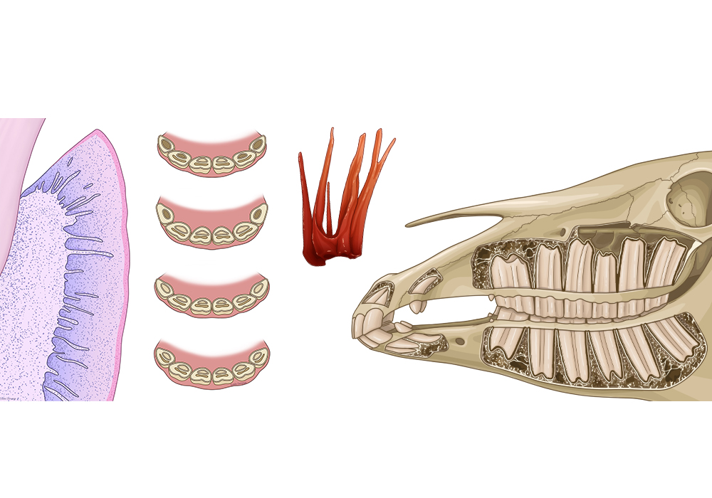 Anatomy of the horse teeth: 52 labeled illustrations with definition - vet- Anatomy