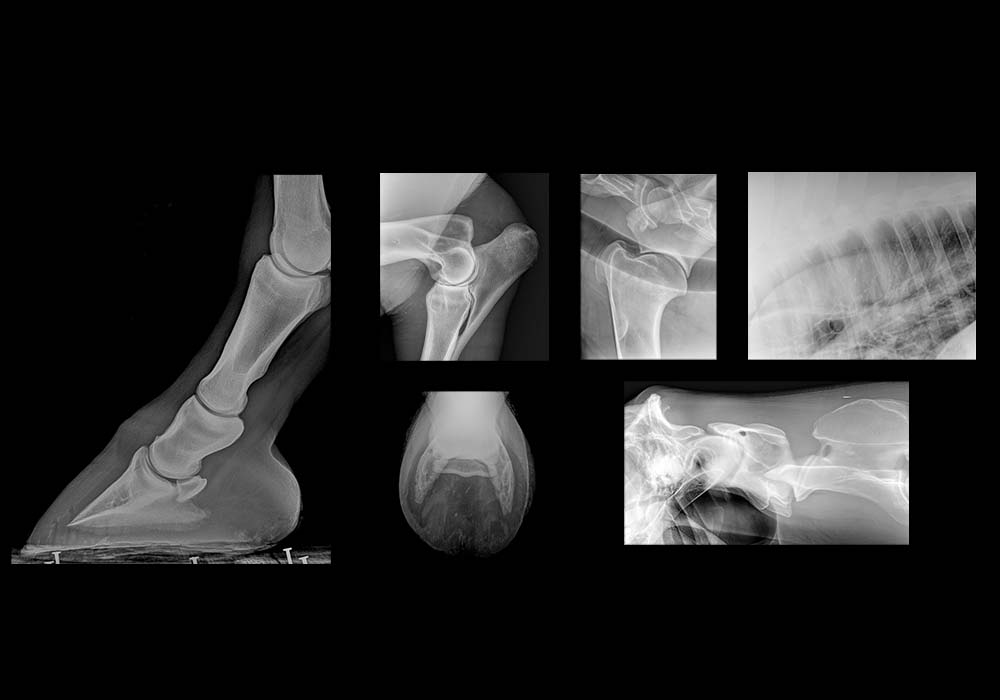 Radiographic examination of the horse - vet-Anatomy
